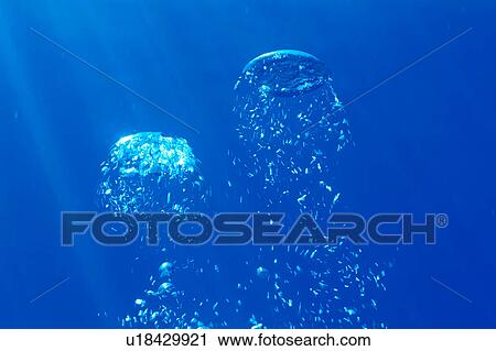 Scuba Divers' exhaling bubbles View Large Photo Image Stock Image - Scuba Divers' exhaling bubbles. Fotosearch
