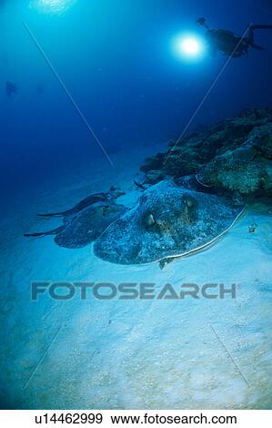 Scuba divers swimming over blotched fantail ray underwater, Maldives View Large Photo Image Stock Photo - Scuba divers swimming over blotched fantail ray underwater, Maldives. Fotosearch
