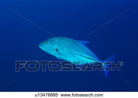 Side view of a blue-fin fish swimming underwater, Midway, USA View Large Photo Image Stock Photography - Side view of a blue-fin fish swimming underwater, Midway, USA. Fotosearch