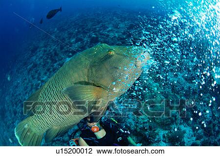 Stock Image - Side view of a Napoleonfish swimming underwater, Maldives. Fotosearch
