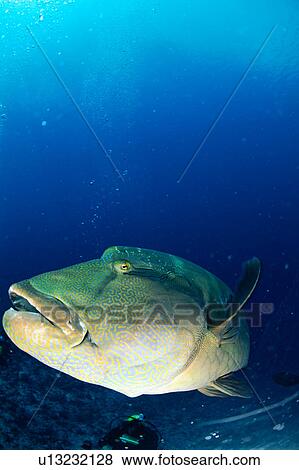 Side view of a Napoleonfish swimming underwater, Maldives View Large Photo Image Stock Photo - Side view of a Napoleonfish swimming underwater, Maldives. Fotosearch