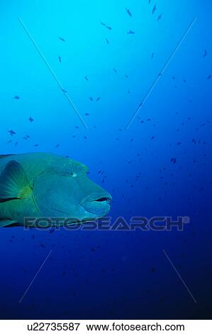 Side view of a Napoleonfish swimming underwater, Maldives View Large Photo Image Stock Photo - Side view of a Napoleonfish swimming underwater, Maldives. Fotosearch