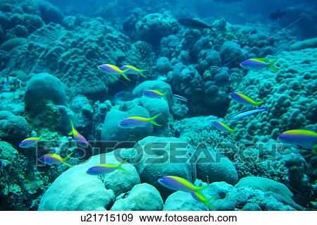 Small group of colorful fish swimming underwater, Maldives View Large Photo Image Stock Photo - Small group of colorful fish swimming underwater, Maldives. Fotosearch
