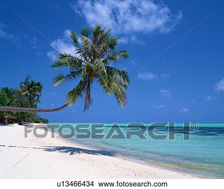 Picture - Palm tree in Tahiti. Fotosearch