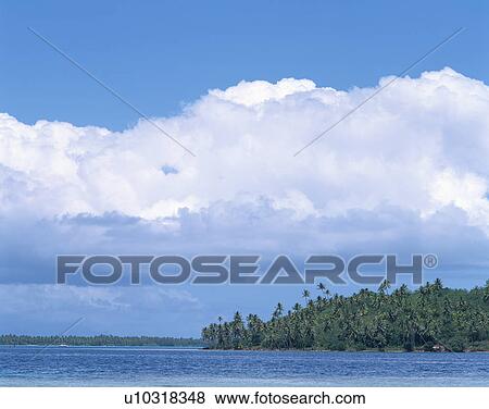 Palm trees in island View Large Photo Image Stock Photo - Palm trees in island. Fotosearch
