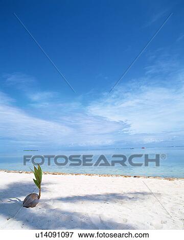 Sprouting coconut on beach View Large Photo Image Stock Photo - Sprouting coconut on beach. Fotosearch