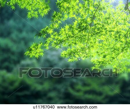 Stock Image - A bunch of bright green leaves seen on a sunny day. Fotosearch