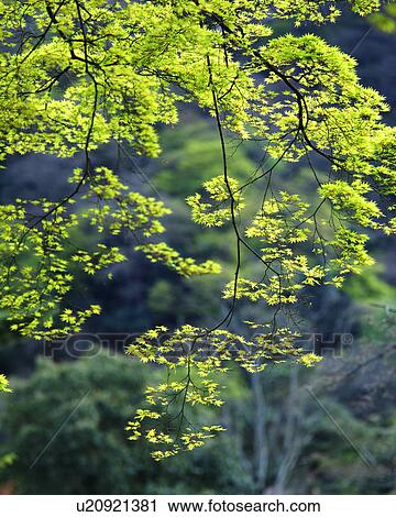 A bunch of bright green leaves seen on a sunny day View Large Photo Image Stock Image - A bunch of bright green leaves seen on a sunny day. Fotosearch