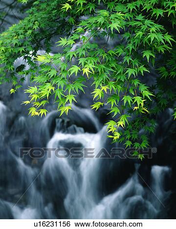 A bunch of green leaves seen with waterfall View Large Photo Image Stock Photograph - A bunch of green leaves seen with waterfall. Fotosearch