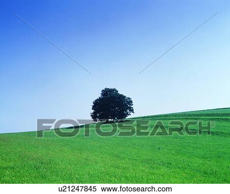 Stock Photography - A lone tree seen on a vast grassland. Fotosearch