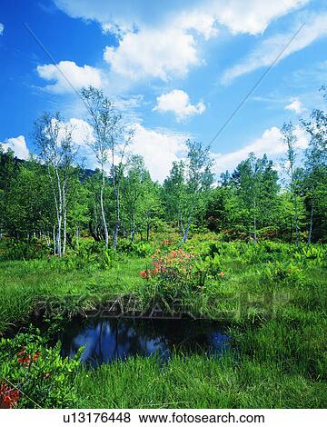A pond seen amidst plants and trees View Large Photo Image Stock Photo - A pond seen amidst plants and trees. Fotosearch
