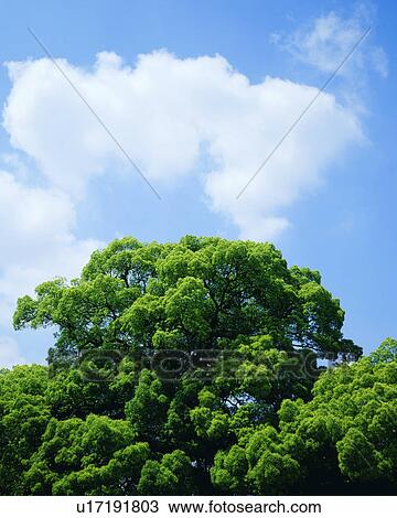 A tree bearing dense green leaves seen against sky View Large Photo Image Stock Image - A tree bearing dense green leaves seen against sky. Fotosearch