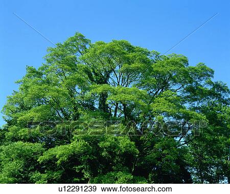 A tree bearing green leaves seen against sky on a sunny day View Large Photo Image Stock Photo - A tree bearing green leaves seen against sky on a sunny day. Fotosearch