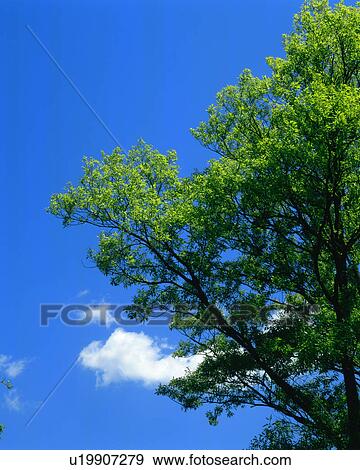 A tree bearing green leaves seen against sky View Large Photo Image Stock Photo - A tree bearing green leaves seen against sky. Fotosearch