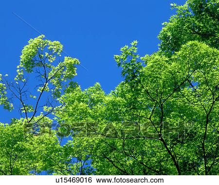 Stock Photograph - A tree bearing green leaves. Fotosearch