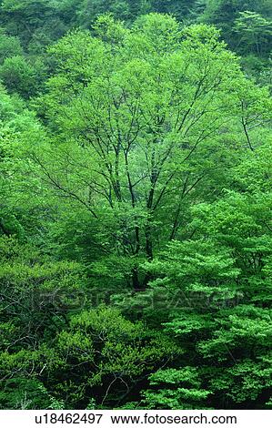 A tree bearing refreshing green leaves View Large Photo Image Stock Photo - A tree bearing refreshing green leaves. Fotosearch