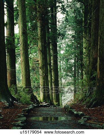 A wet path amidst cedar trees View Large Photo Image Picture - A wet path amidst cedar trees. Fotosearch
