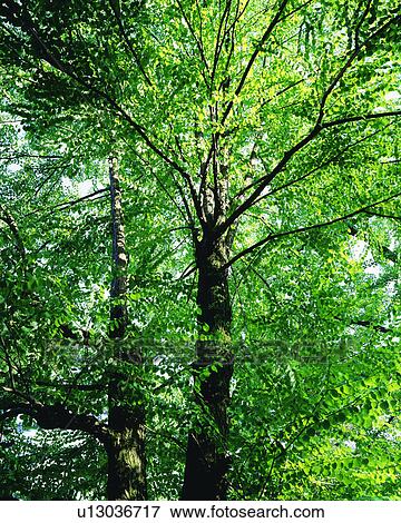 Stock Photo - Bright green leaves of a tree seen on a sunny day. Fotosearch
