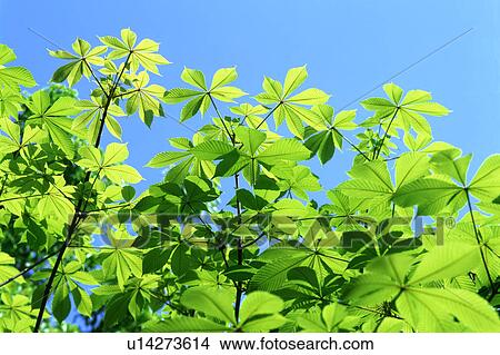 Bright green leaves seen on a sunny day View Large Photo Image Picture - Bright green leaves seen on a sunny day. Fotosearch