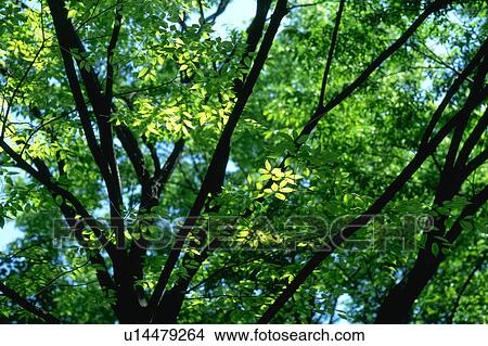 Picture - Bright green leaves seen on a sunny day. Fotosearch