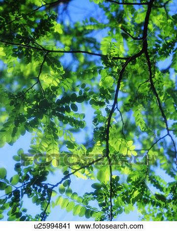 Bright green leaves seen on a sunny day View Large Photo Image Stock Image - Bright green leaves seen on a sunny day. Fotosearch