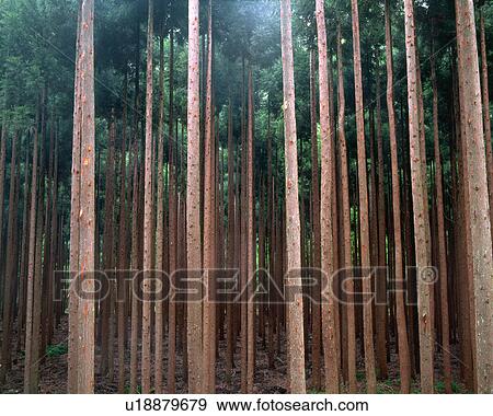 Stock Photo - Cedar forest. Fotosearch