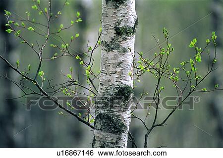 Close-up of a tree trunk and branches with green bud View Large Photo Image Stock Photograph - Close-up of a tree trunk and branches with green bud. Fotosearch