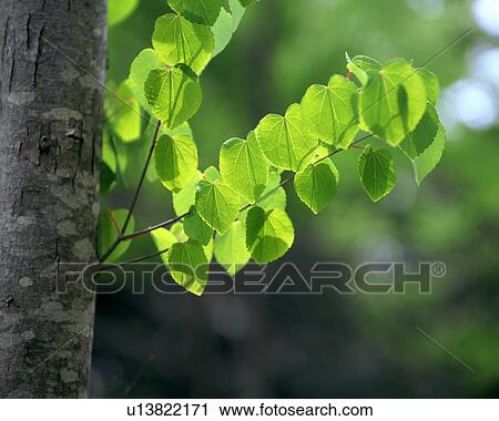 Stock Image - Close up of bright green leaves and trunk of a tree. Fotosearch