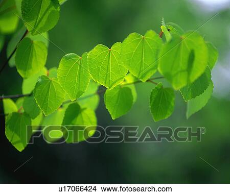 Picture - Close up of bright green leaves. Fotosearch