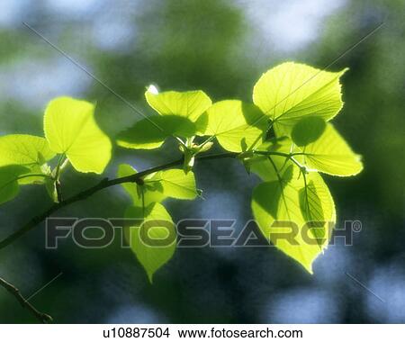 Close up of green leaves on a sunny day View Large Photo Image Picture - Close up of green leaves on a sunny day. Fotosearch