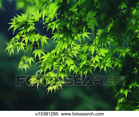 Close up of green leaves on a tree View Large Photo Image Stock Photography - Close up of green leaves on a tree. Fotosearch