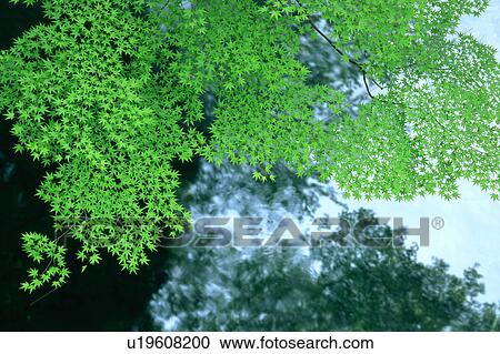 Close up of maple trees View Large Photo Image Stock Image - Close up of maple trees. Fotosearch