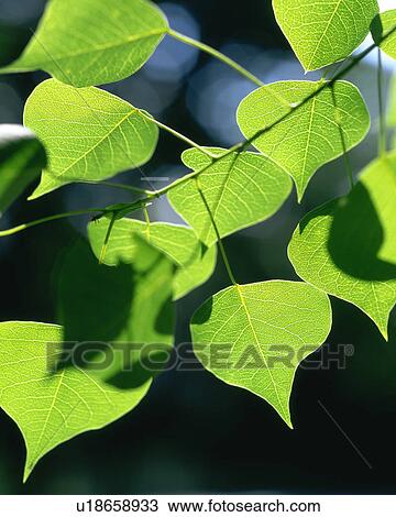 Close up of tapering green leaves on a sunny day View Large Photo Image Stock Image - Close up of tapering green leaves on a sunny day. Fotosearch