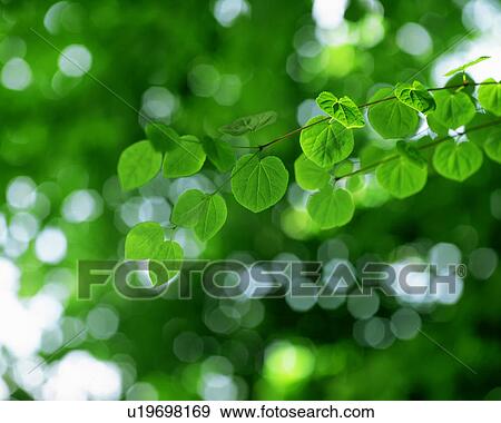 Close up of tiny green leaves View Large Photo Image Stock Photo - Close up of tiny green leaves. Fotosearch