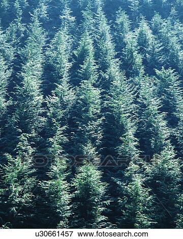 Dense coniferous trees seen on a sunny day View Large Photo Image Stock Photo - Dense coniferous trees seen on a sunny day. Fotosearch
