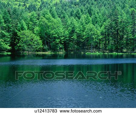 Dense trees and a placid pond View Large Photo Image Stock Image - Dense trees and a placid pond. Fotosearch