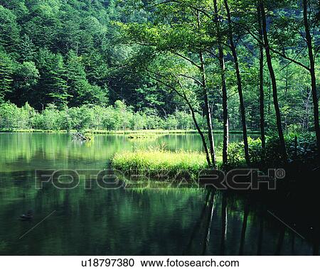 Dense trees and a placid pond View Large Photo Image Stock Image - Dense trees and a placid pond. Fotosearch