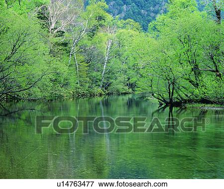 Dense trees and a placid pond View Large Photo Image Stock Photo - Dense trees and a placid pond. Fotosearch