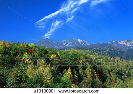 Dense trees in mountains View Large Photo Image Stock Image - Dense trees in mountains. Fotosearch