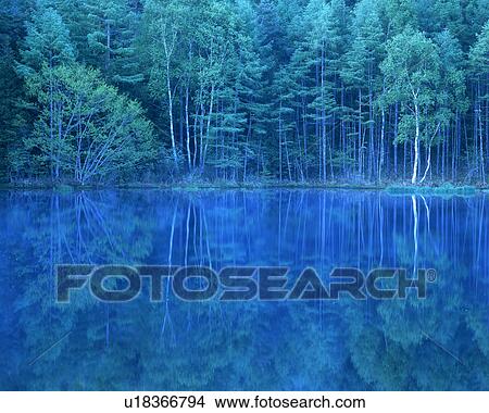 Dense trees reflected in a placid pond View Large Photo Image Picture - Dense trees reflected in a placid pond. Fotosearch