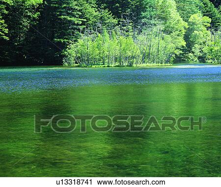 Stock Image - Dense trees reflected in a placid pond. Fotosearch