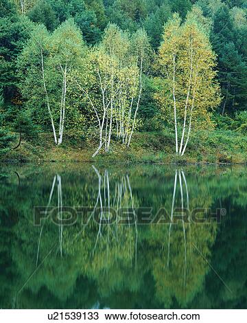 Stock Image - Dense trees reflected in a placid pond. Fotosearch