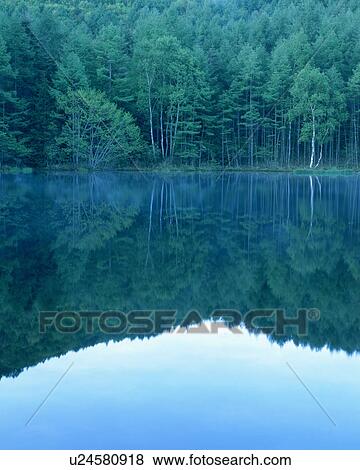Stock Photo - Dense trees reflected in a placid pond. Fotosearch