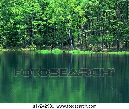 Stock Photography - Dense trees reflected in a placid pond. Fotosearch