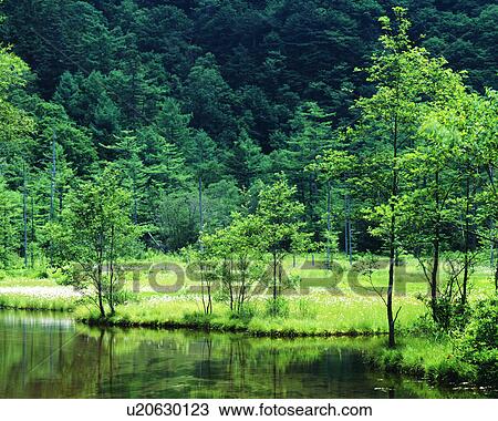 Dense trees with a pond in woods View Large Photo Image Stock Image - Dense trees with a pond in woods. Fotosearch