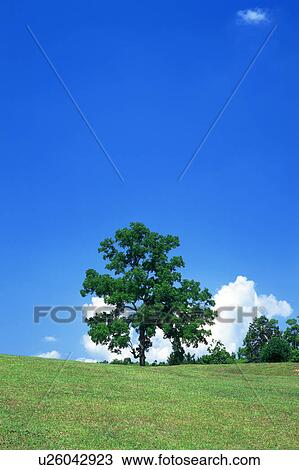 Distant view of trees on a vast grassland View Large Photo Image Stock Image - Distant view of trees on a vast grassland. Fotosearch