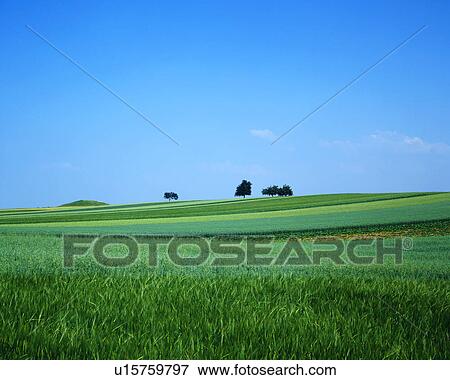 Distant view of trees on a vast grassland View Large Photo Image Stock Photo - Distant view of trees on a vast grassland. Fotosearch