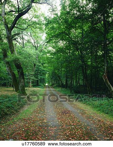 Dry leaves scattered on a straight road amidst trees View Large Photo Image Stock Photo - Dry leaves scattered on a straight road amidst trees. Fotosearch