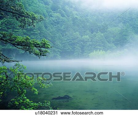 Foggy view of the trees with a pond View Large Photo Image Stock Image - Foggy view of the trees with a pond. Fotosearch