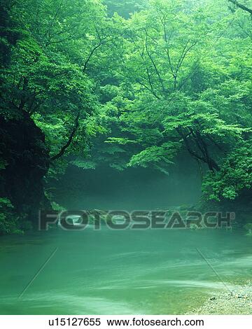 Front view of a river amidst trees View Large Photo Image Stock Photography - Front view of a river amidst trees. Fotosearch
